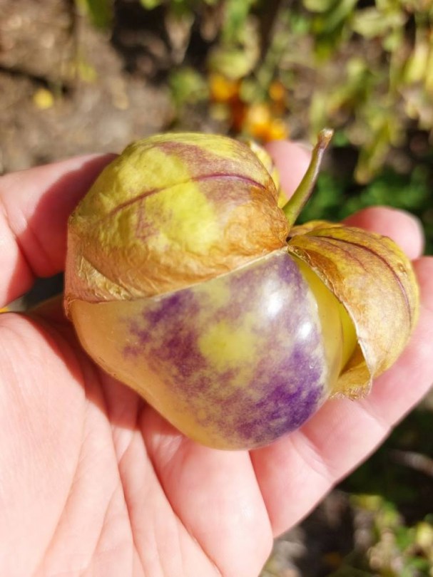 Plaza Latina Giant Green tomatillo - Különleges padlizsánok az Egzotikus Növények Stúdiója kínálatából
